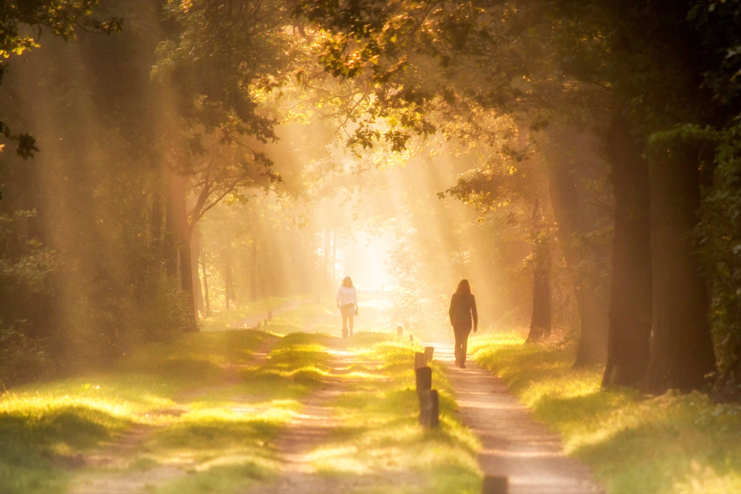 Two people walk along a wooded path as low golden daylight streams between the trees.