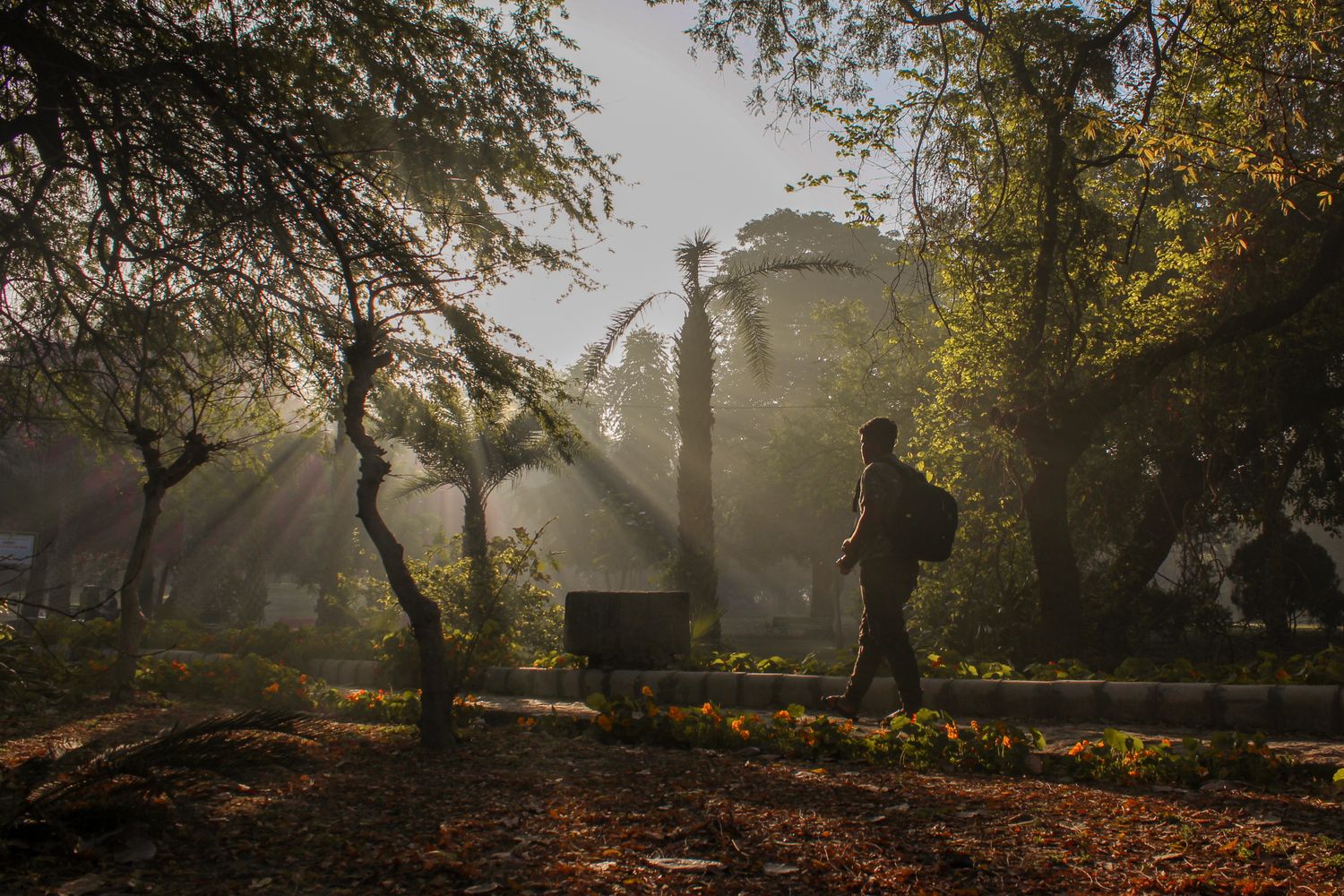 A person walks through a park as angled morning light filters between the trees.